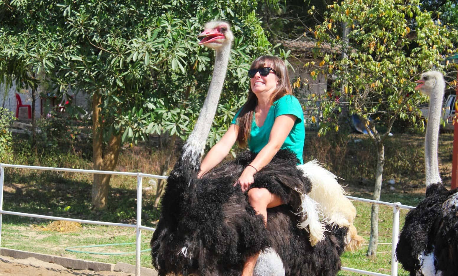 dalat ostrich riding