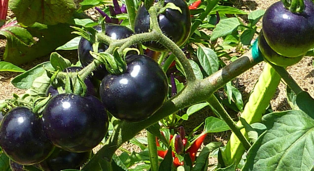 black tomato dalat