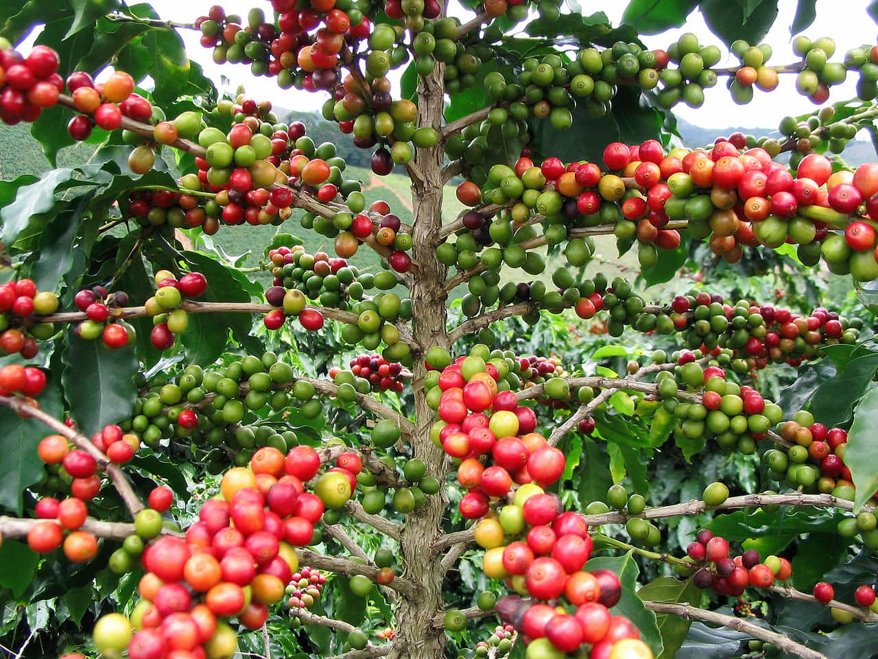 Dalat coffee plantation
