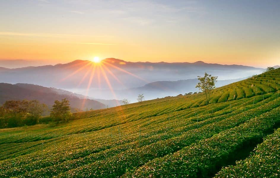 Dalat tea plantation