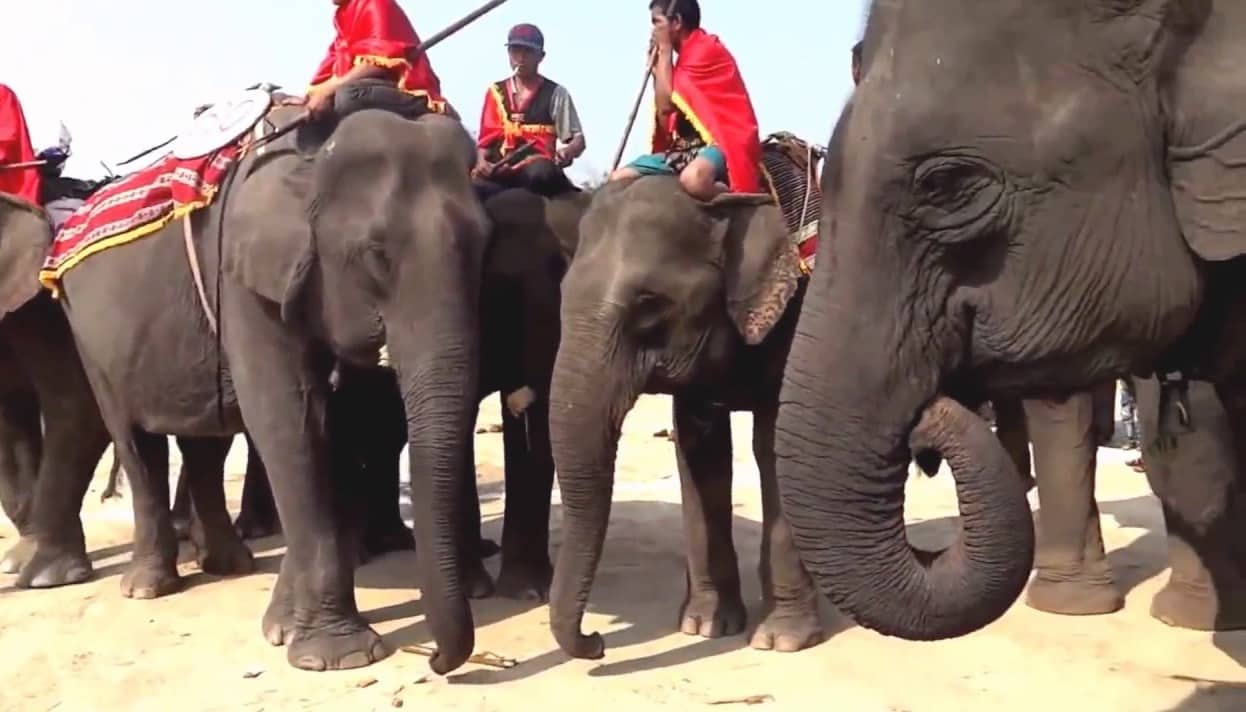 THE ELEPHANT RACING FESTIVAL IN DAKLAK