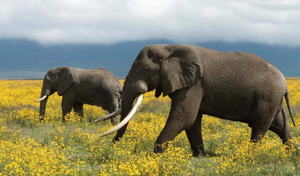 THE ELEPHANT RACING FESTIVAL IN DAKLAK 4