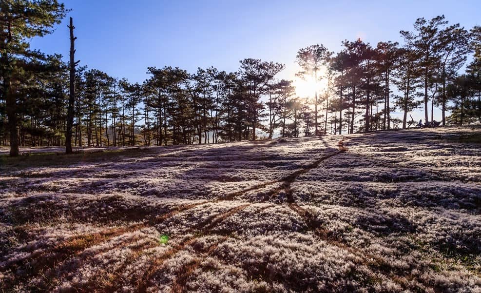 dalat pink grass