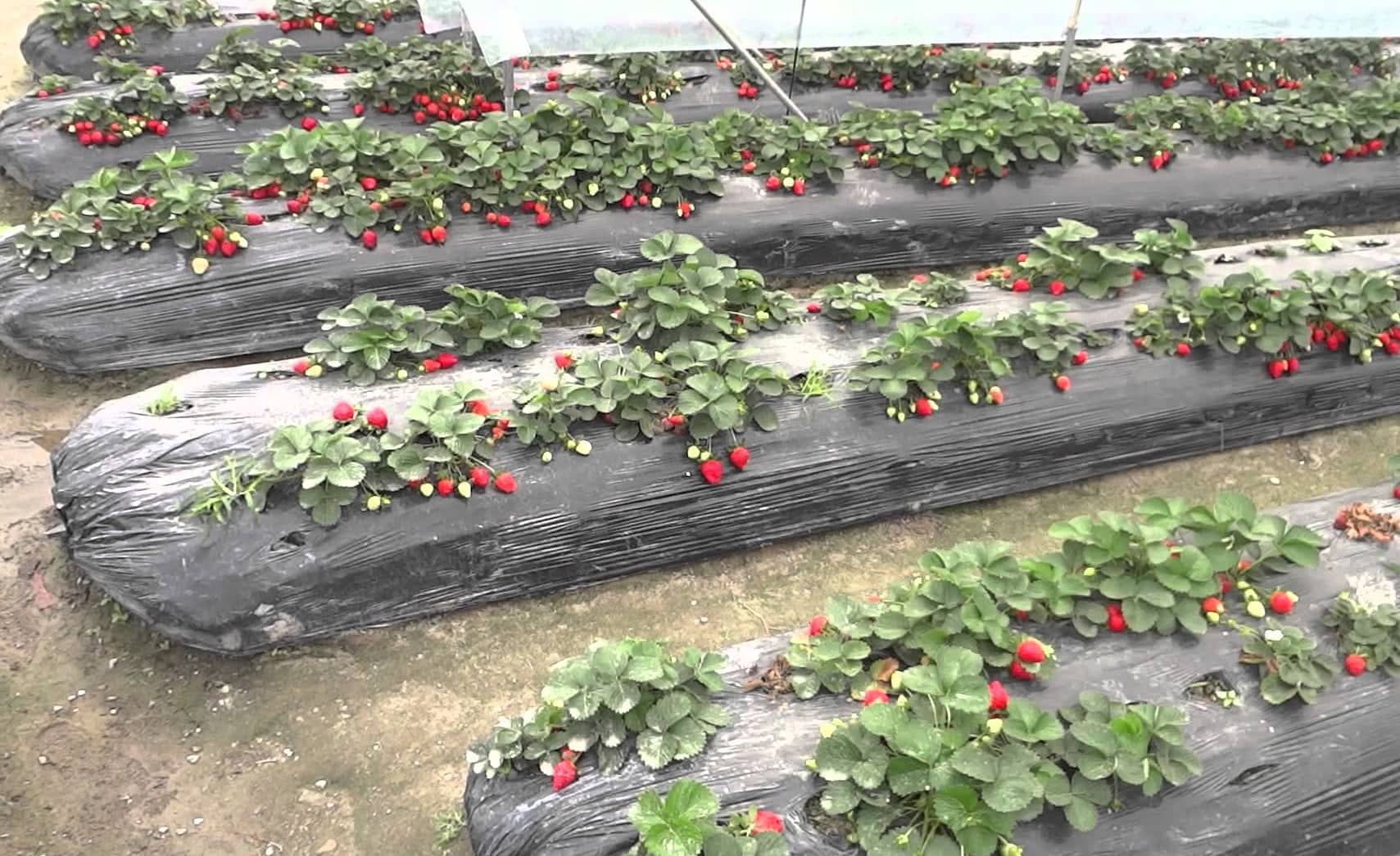 strawberry garden
