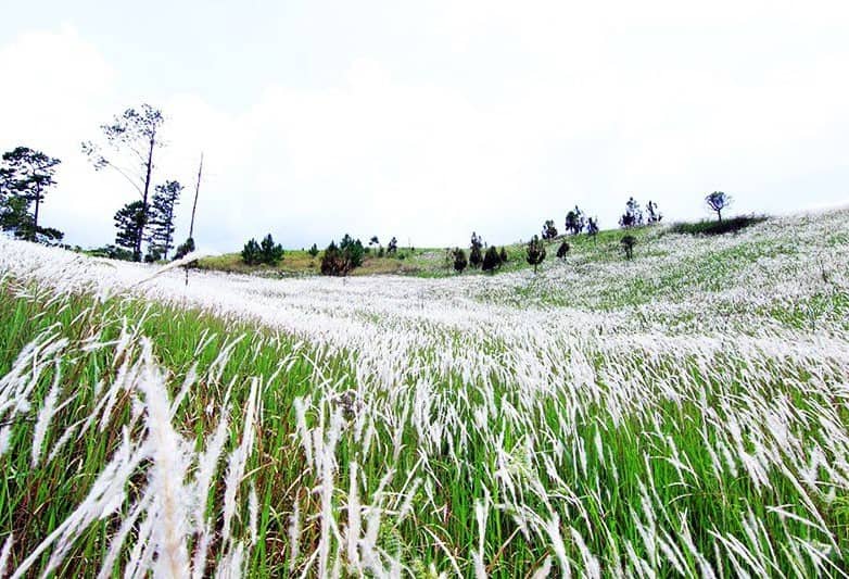 white grass