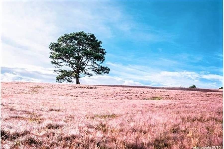 Pink Grass Hill - Snowy Hill